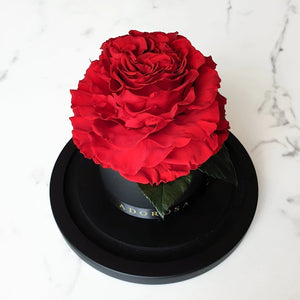 glass dome rose, long lasting rose, luxury rose sydney, rose delivery sydney