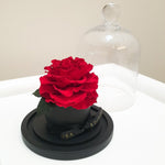 glass dome rose, luxury rose sydney, long lasting rose sydney, everlasting roses, preserved roses, valentine's day, rose box