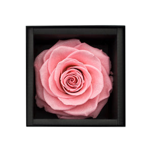 pink rose, preserved rose, preserved flower, long lasting rose, rose box, flower box, sydney florist, flower delivery sydney, eternity rose, rose box sydney, flower box sydney, rose delivery, birthday gift, wedding gift